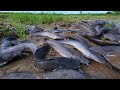 wow wow awesome! catch a lots of fish in field by hand a fisherman after raining