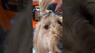 I gave my dog a mullet! @floofbybrodie #goldendoodle #doggrooming #transformation
