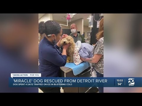 Dog rescued from the Detroit River