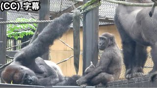 😆Little gorilla is invited to play by both Silverback and big brother. Kintaro. Momoraro family