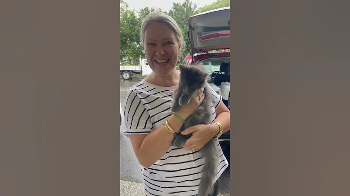 Watch the video about Guku is flying off to Cairns today😍 #mainecoon #kitten #cutecat #catlover #trending #cat #cute