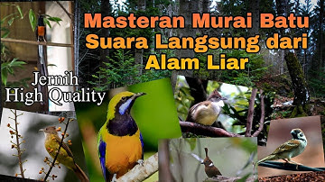 Masteran TOP 1 Murai Kombinasi Tembakan Cungko, cucak jenggot, Cililin, Kapas Tembak, Gereja.