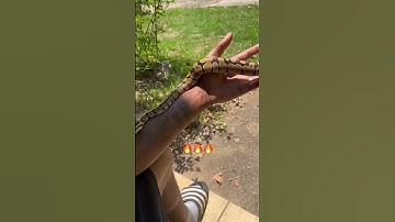 BALL PYTHON OUTSIDE #ballpython #reptiles #americanbully #snake