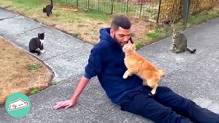 Neighborhood Cats Pop Out Of Nowhere When This Guy Arrives | Cuddle Buddies
