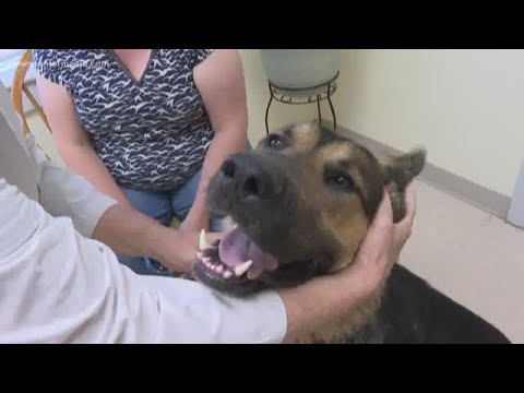 Video: 6 Tekenziekten Bij Honden