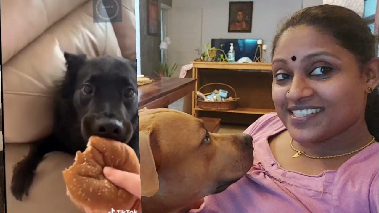 ഇതൊക്കെ ഒരു ചലഞ്ജ് ആണോ? tik tok gentle bite changes YouTube