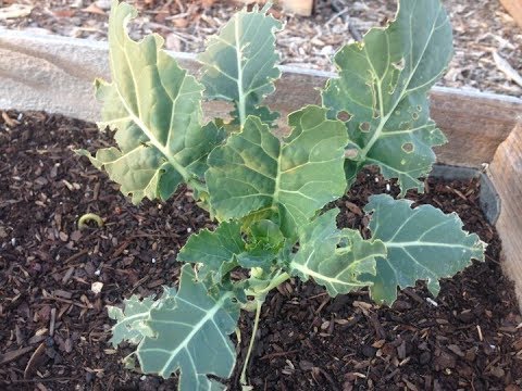 Cabbage Looper Damage