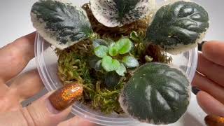 Мой опыт выращивания проблемных деток во мхе// My experience of growing of violet's roots in moss.