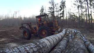 Logging white poplar for OSB mill, Jonsered 2171 and International paylogger skidder getting it done