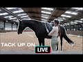 attempting to tack up &amp; ride on tiktok live lol