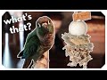 Chew your Toys, Not your Feathers!