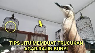 Tips Jitu Merawat Trucukan Agar Rajin Bunyi Dan Gacor