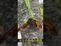 セミの悲鳴が聞こえたので近づくと... #shorts