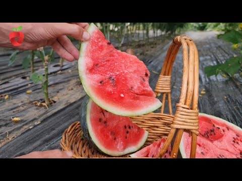 Video: Rastliny vodného melónu Tendergold – informácie o pestovaní melónov Tendergold