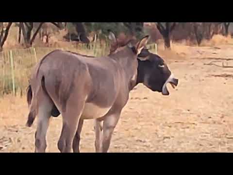 #Donkey mating with donkey