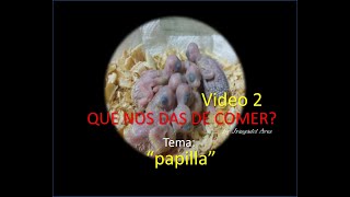 Buche Endurecidocria De Periquito Australiano Video 2 Jrasgadol Aves