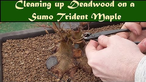 Removing Dieback and Planning a Front on a Sumo Trident Maple (Part 3)