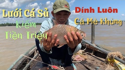 Giăng lưới Cá Sủ đầu mùa kiếm tiền triệu hốt luôn con Cá Mè siêu to | Cù Lao Dung Vlogs #411