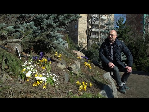 Video: The Most Popular Spring Flowering Bulbous Plants In Russia