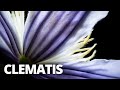 Shooting a Pale Purple Clematis 🌺 Flower Photography Tutorial