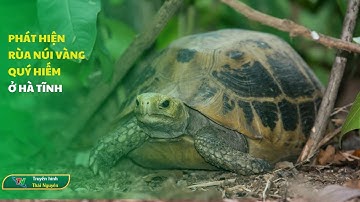 Phát hiện rùa núi vàng quý hiếm ở Hà Tĩnh | Thái Nguyên TV