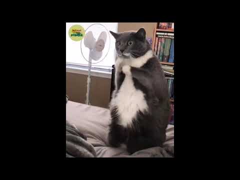 En Komik Kedi Videolari 2020 Gulmekten Aglayacaksiniz Youtube
