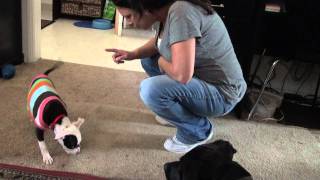 8 Week Old Pit Bull,Found On The Street,Gets A New Home