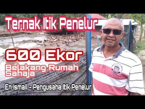 itik penelur - duck farm - ternak itik penelur belakang rumah En Ismail 600 ekor