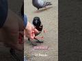 Estos animales jamás te perdonarían 😨