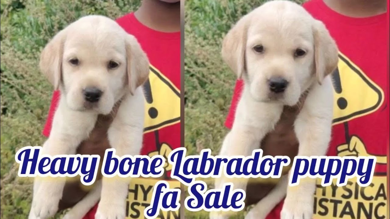 Labrador puppy fa saleSOLD OutRajahmundrydog market in Rajahmundry