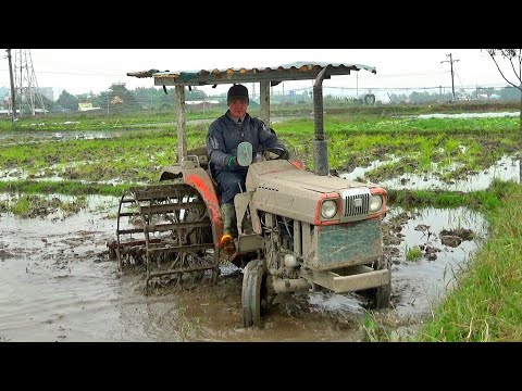 Video Bác nông dân lái máy cày bừa ruộng trên cánh đồng |... - youtube