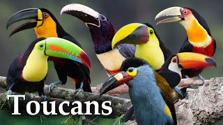 Amazing Birds - Rainforest Toucans and their Sounds by Birds & Sounds of Nature 1,151 views 10 months ago 9 minutes, 52 seconds