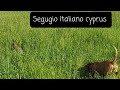 Οι τελευταίες στιγμές στην διαδρομή του λαγού |εκπαιδευτικό 1/4/2022  Segugio Italiano Christodoulou