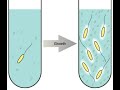 Process of enhancing the microbial growth in lb luria broth before bacterial genomic dna isolation