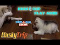 Husky Pup Play Mode | HuskyTrip