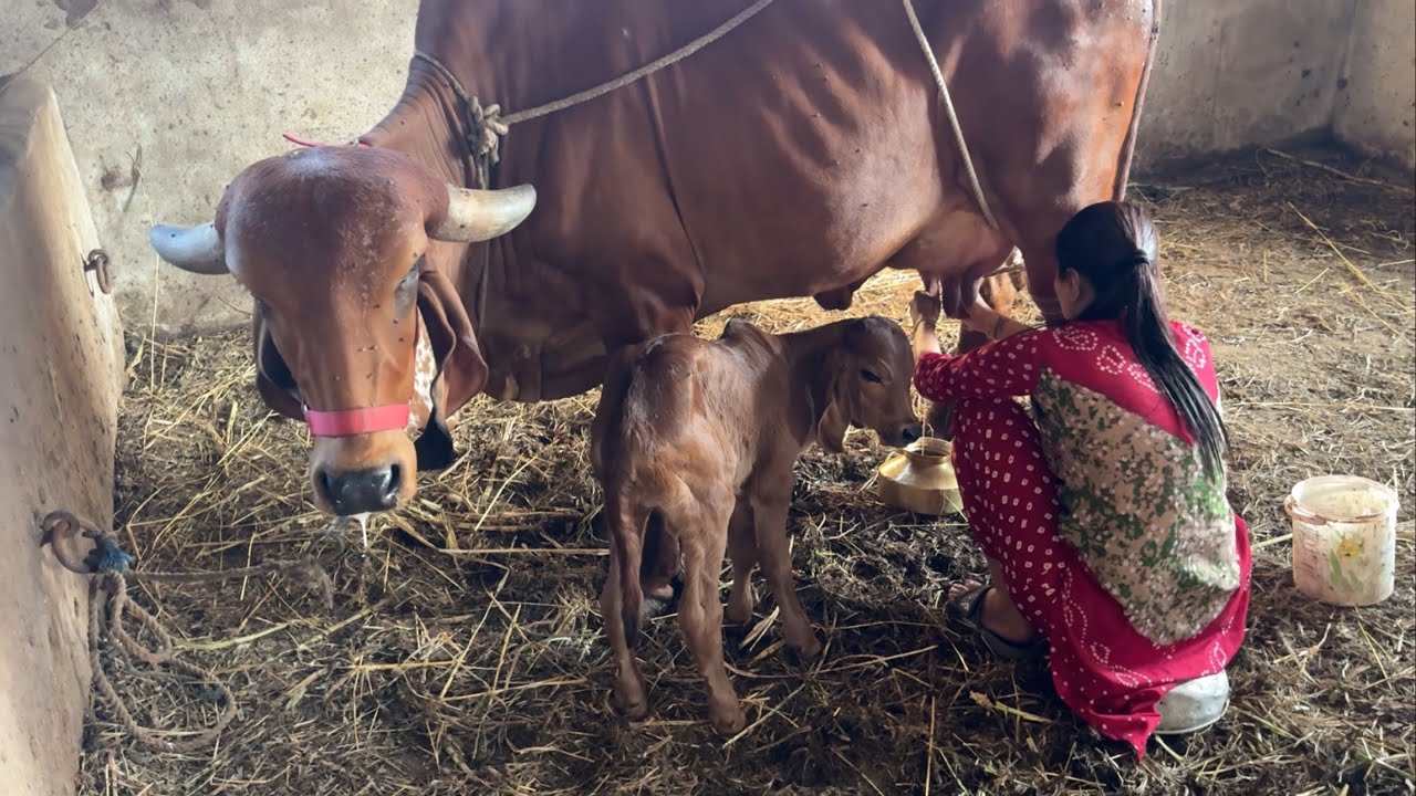 Bharti ne kiya dhara ka milking #cowmilking 