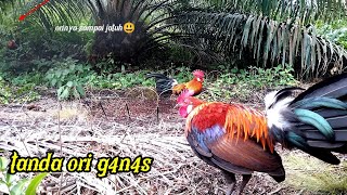 WOW,,,, AYAM HUTAN TERJATUH sa'at TERBANG datangi PIKAT JULING !!!