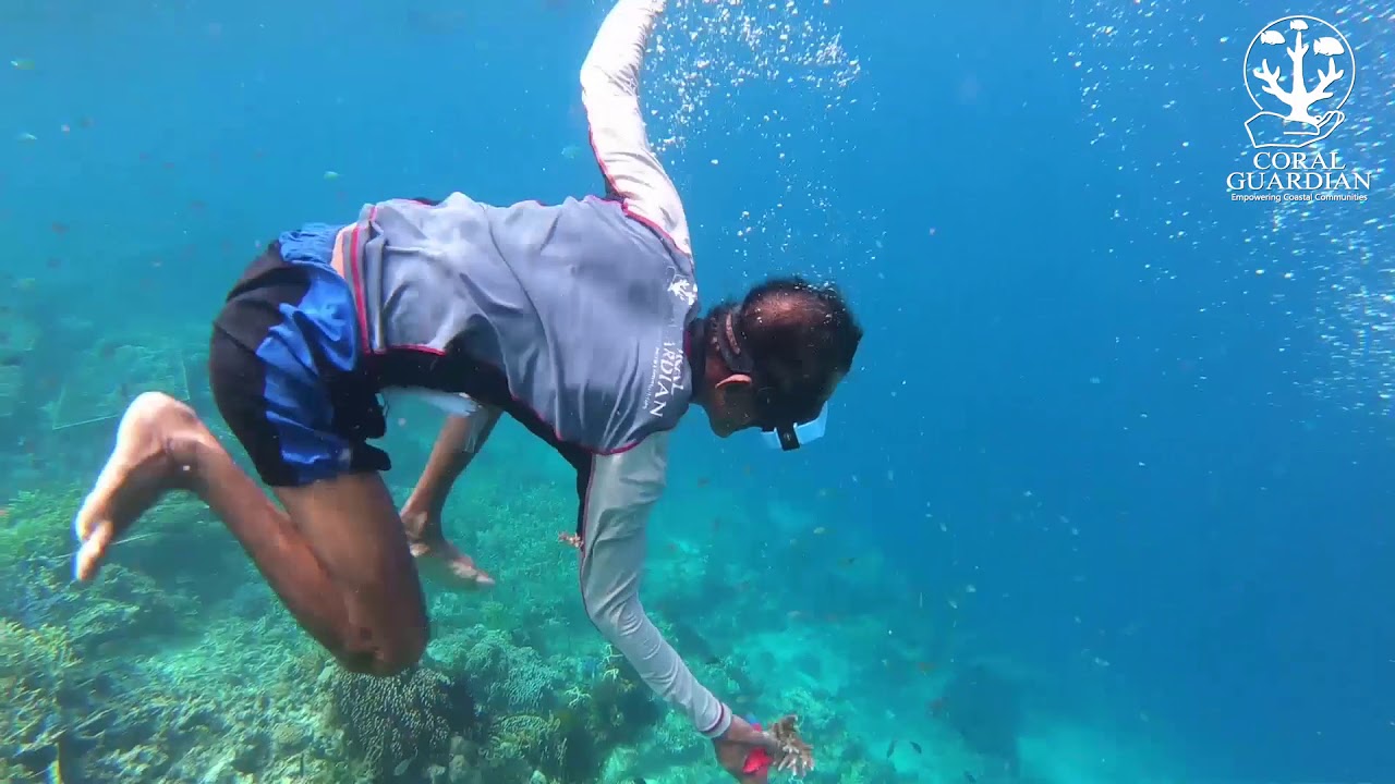 Coral Guardian Highlight Footage IYOR 2018