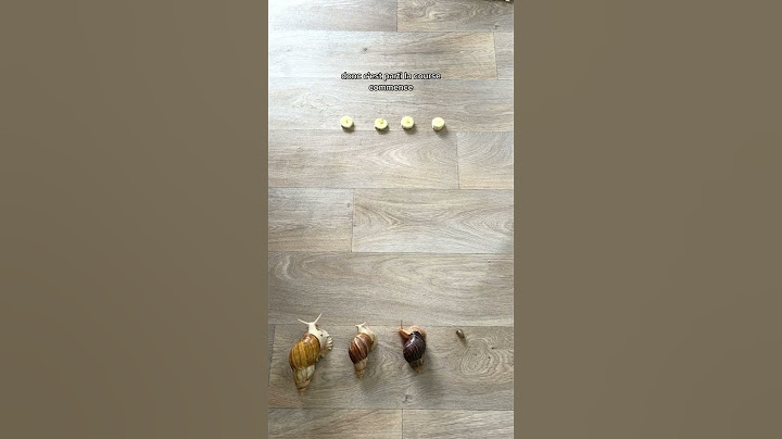 La course de mes escargots géants de compagnie 🐌🌱 #escargots #escargot #YouTubeCreatorCommunity
