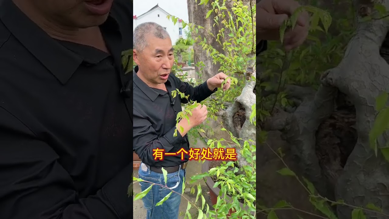 榆树靠接，添枝接叶，变废为宝。榆树靠接注意事项。靠接成功后过度枝如何处理？#盆景 #榆树盆景 #盆景制作