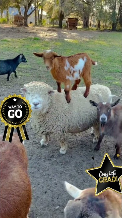 tingkah lucu kambing sama domba bikin ngakak