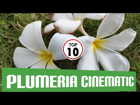 Video: Plumeria Merah