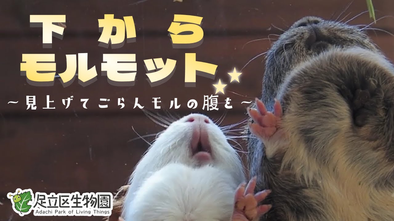 下からモルモット 見上げてごらんモルの腹を 足立区生物園プレミア公開 Youtube