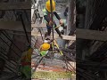 Joining rebar with mechanical couplers at height: vertical steel bar joining trick