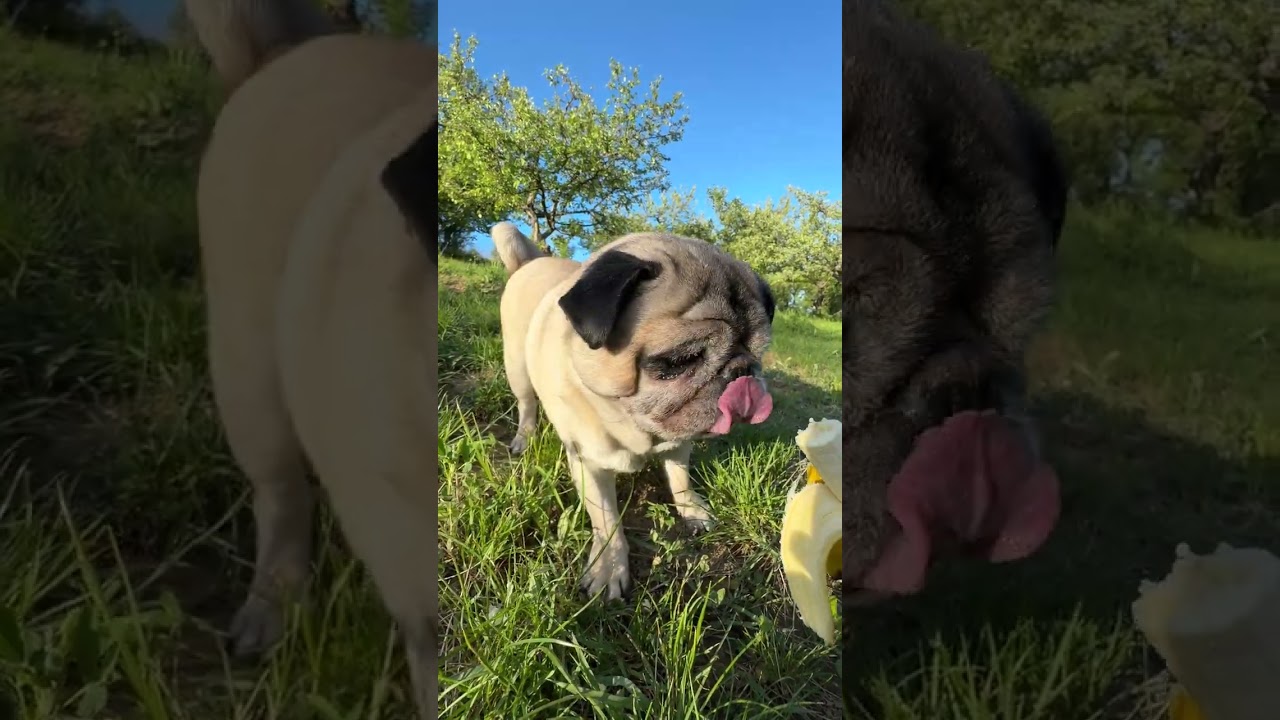 Maurice The Pug- Pug eating banana