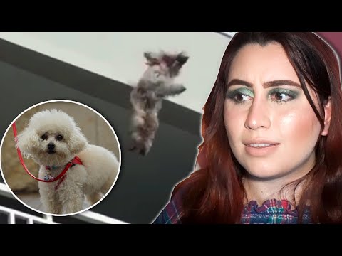 DEATH BY POODLE - the small dog that killed 3 people