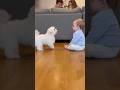 【爆笑】初の犬トラブル！？マルチーズに吠えられ固まる赤ちゃん😳👶🐶[LOL] This Baby Was NOT Ready for a Barking Maltese