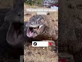 Komodo Dragon Ambush a Goat 🐐🤨 #wildlife #animals #nature #komododragons #shorts