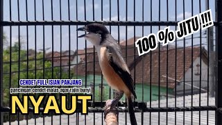cendet gacor FULL ISIAN KASAR JITU cocok buat PANCINGAN CENDET AGAR BUNYI bikin BURUNG PENTET GACOR