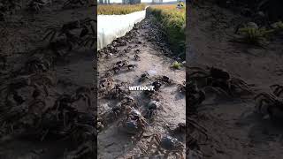 Youve Already Eaten This Animal